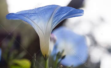 Blue flower