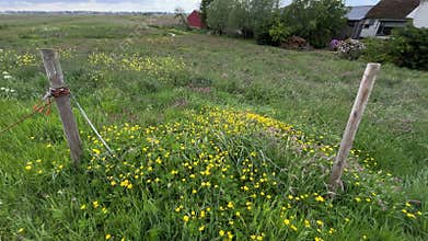 Close-Up of Green Dutch Meadow Grass with Wildflowers and Native Plants
