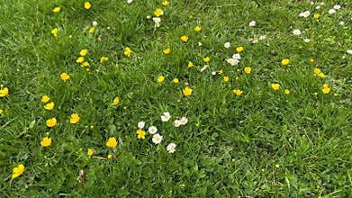 Natural Dutch Grassland with Wild Grasses, Wildflowers and Green Plants in the