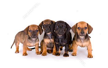 Cute puppies