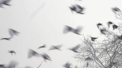 Flock of birds crow taking off from a tree, flock of crows black bird dry tree
