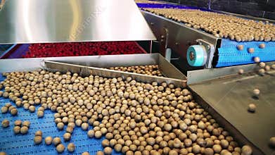 Simulation of the process of hazelnut calibration in a carriage of a factory