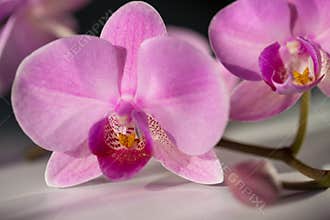Orchid flowers. Spa.