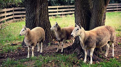 Three Sheep