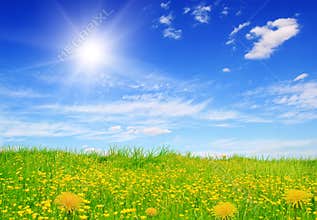 Flowering green field and sun sky