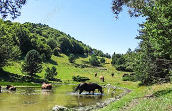 Wild horses in Aran valley in the Catalan Pyrenees, Spain.