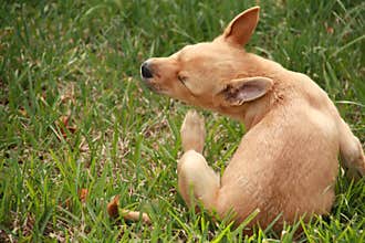 Puppy