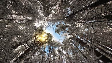 Look up at the magic treetops swaying in the winter wind