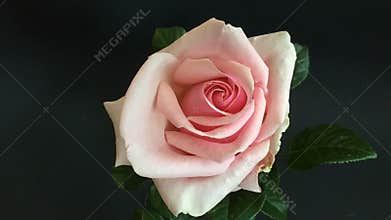 Time lapse beautiful rose blossoming out