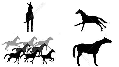 Horses set. 7 different animations. Alpha channel. Alpha matte. 4K.
