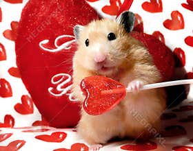 Valentine's Day syrian hamster