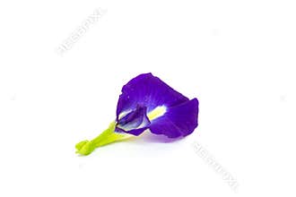 Butterfly pea flower, This flower can coloring matter in Thai dessert having blue and purple color
