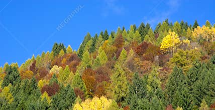 The colors of autumn shine
