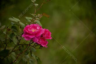 Red rose bush