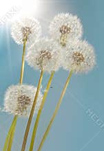 Sunshine dandelions