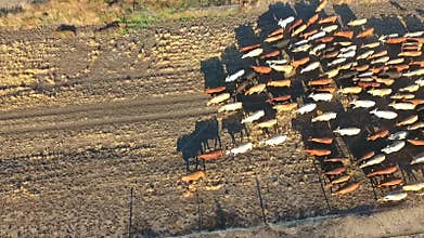 Outback Cattle Mustering with herd of cattle