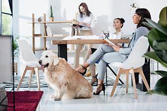 Multiethnic women in formal wear working at office with dog