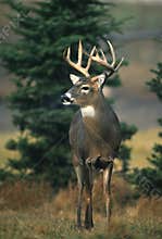 Whitetail Buck in Clearing