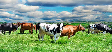 Cows on a pasture