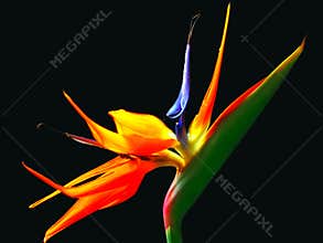 Bird of paradise