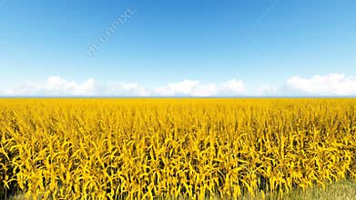 Wheat field and sky 3D render able to loop