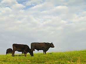 Black Angus Beef Cattle