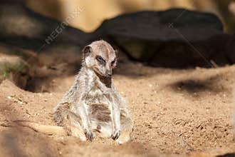 Depressed animal. Bad day at work for a tired meerkat. Funny cut