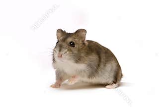 Hamster