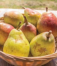 Pear Basket