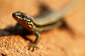 Portrait of lizard