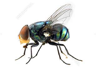 The fly
