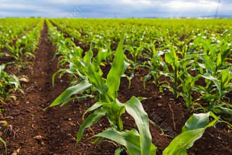Corn field