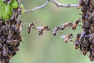 Teamwork of bees bridge a gap of two bee swarm parts.