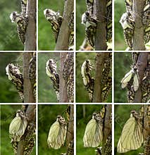 Evolution stages of the butterfly