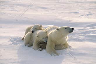 Polar bears