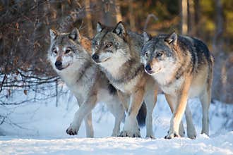 Three wolves walking side by side in winter forest