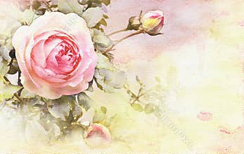 Watercolor rose background