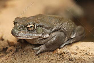 Colorado river toad (Incilius alvarius).