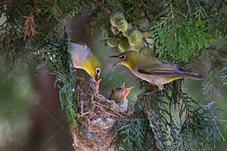 White-eye parents feeding