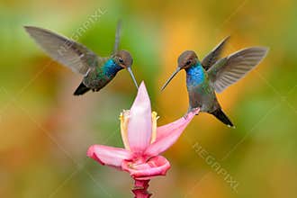 White-tailed Hillstar, Urochroa bougueri, two hummingbirds in flight on the ping flower, green and yellow background, two feeding