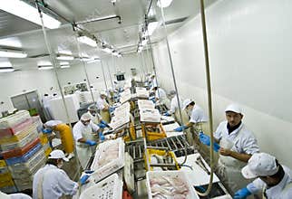 Fish processing factory