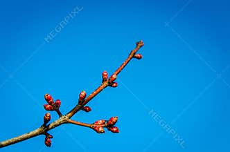 Transition time, flower buds, spring, blue sky, nature