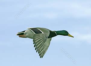 Mallard in flight