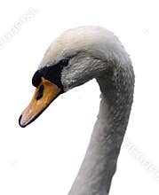 Swan head