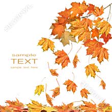 Branch of maple leaves isolated on white