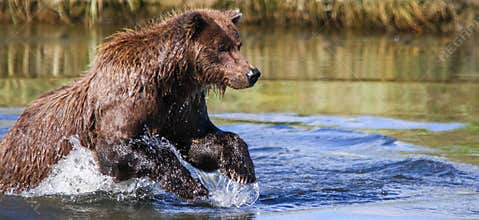 Alaska Silver Salmon Creek Brown Bear Fishing