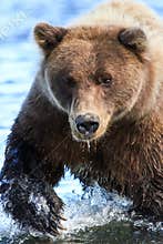 Alaska Silver Salmon Creek Brown Bear Claws
