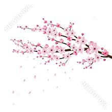 Cherry blossom realistic vector, sakura, japan