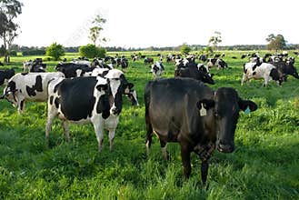 Dairy Cows