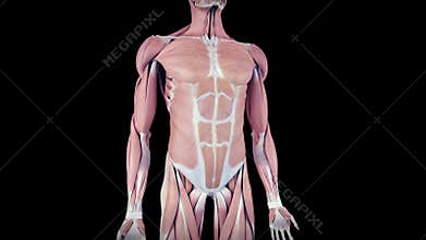 The human muscle system